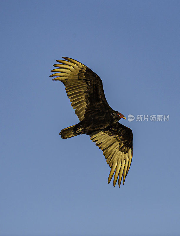 土耳其秃鹫飞行，Cathartes aura, Audubon Alafia银行鸟类保护区;鸟岛;希尔斯堡惨案湾;坦帕湾;佛罗里达。